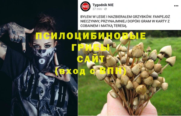 PSILOCYBIN Аркадак